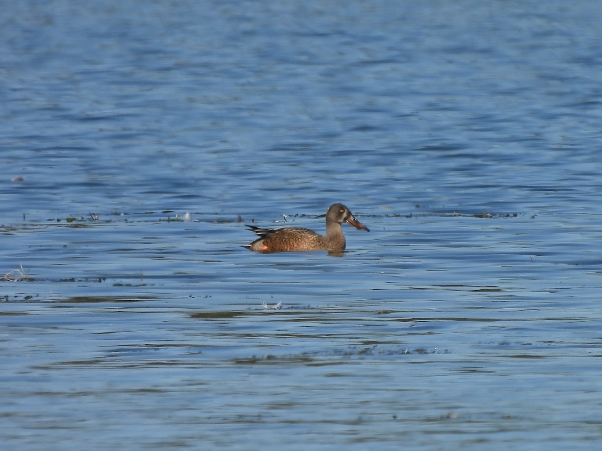 Northern Shoveler - ML267979191