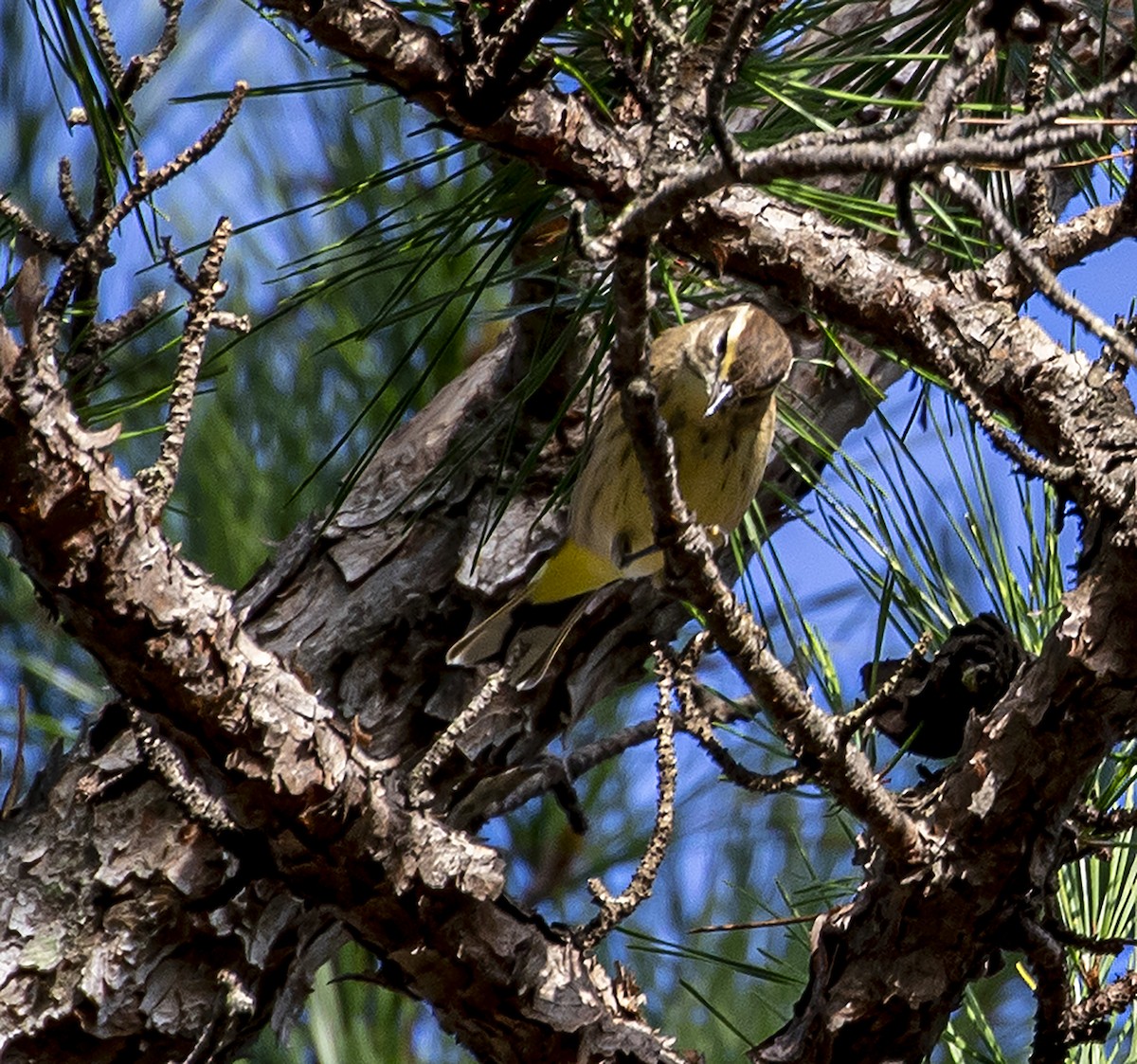 Palm Warbler - ML267979321