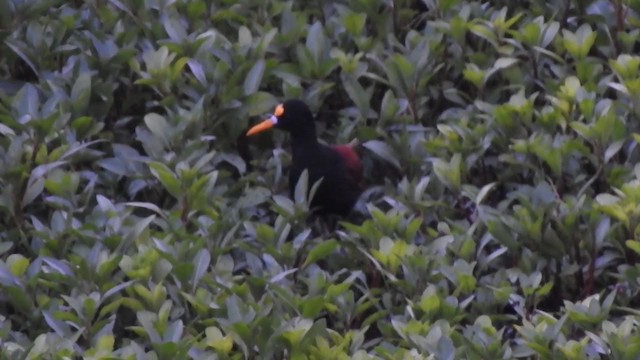 Northern Jacana - ML267979361