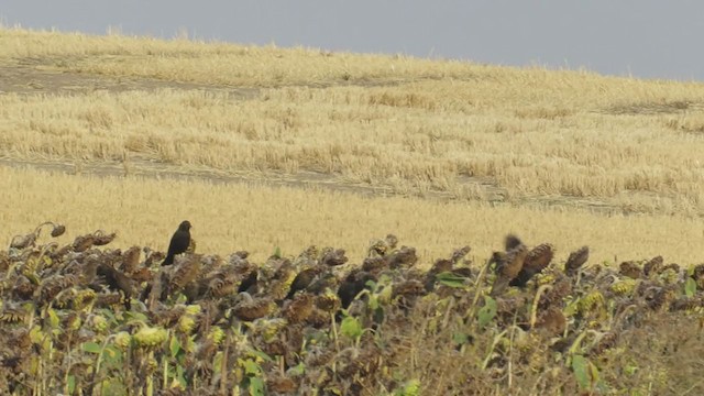 Red-winged Blackbird (Red-winged) - ML267979691