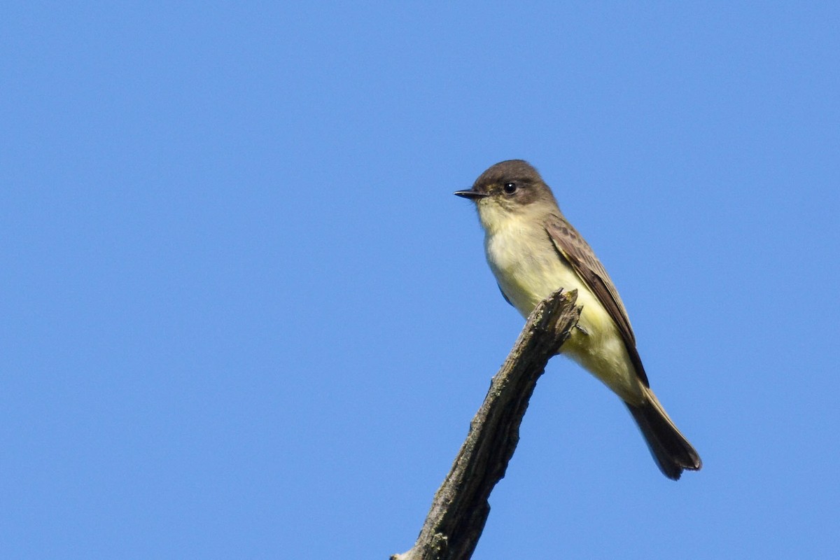 Eastern Phoebe - ML267980971