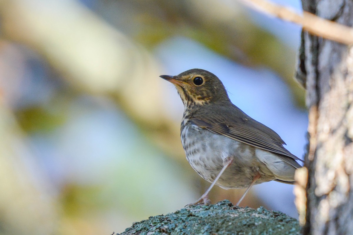 Swainson's Thrush - ML267981141