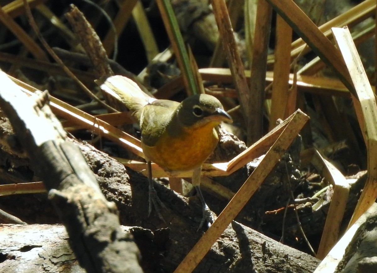 Yellow-breasted Chat - Kent Miller