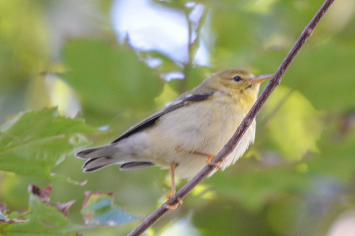 Blackpoll Warbler - ML267981271