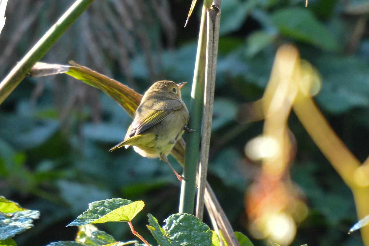 Common Yellowthroat - ML267981461