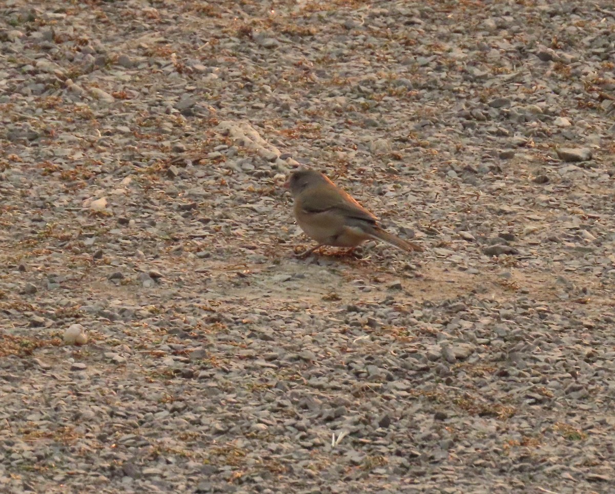 Dark-eyed Junco - ML267982281