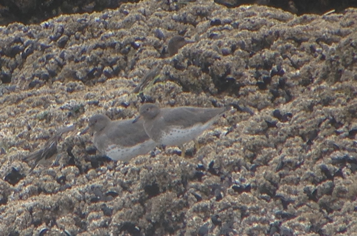 Surfbird - ML267986451