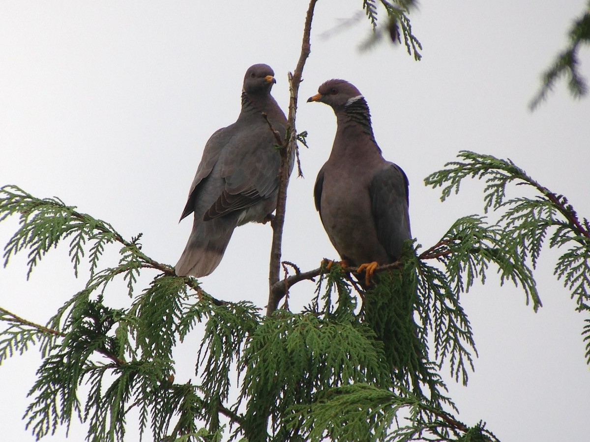 Band-tailed Pigeon - ML267988251