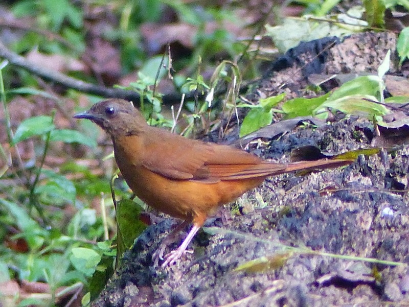 Red-tailed Ant-Thrush - ML26798871