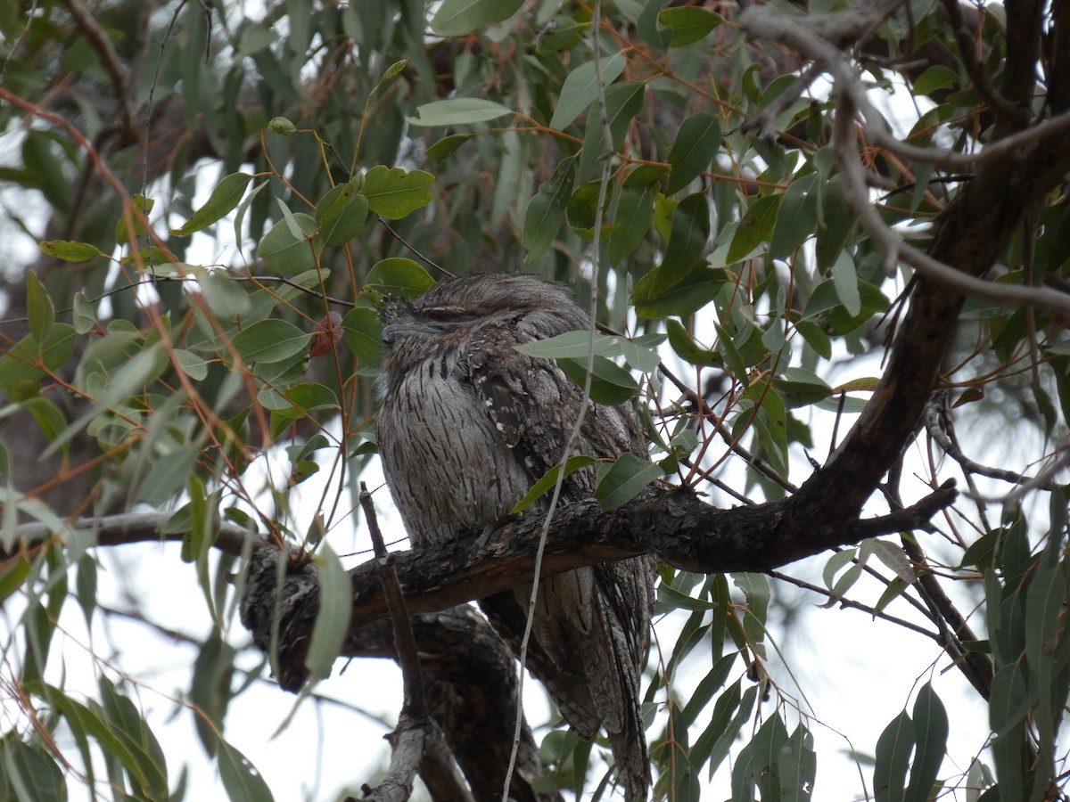 Tawny Frogmouth - Wayne  Matthews