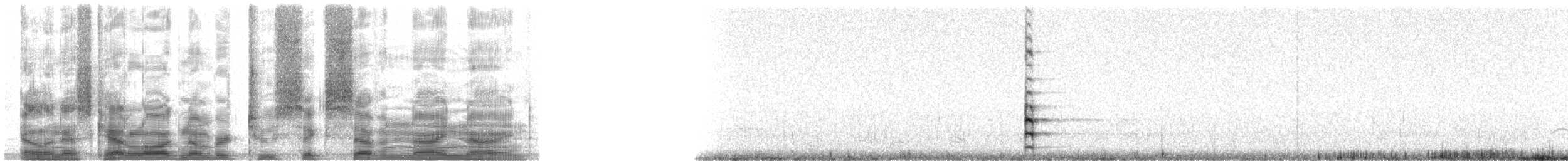 Gallinule d'Amérique (groupe galeata) - ML26799