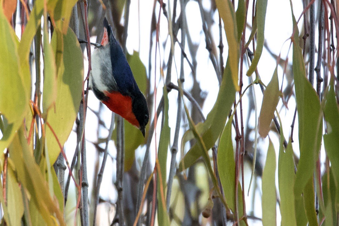 Mistletoebird - ML267993641