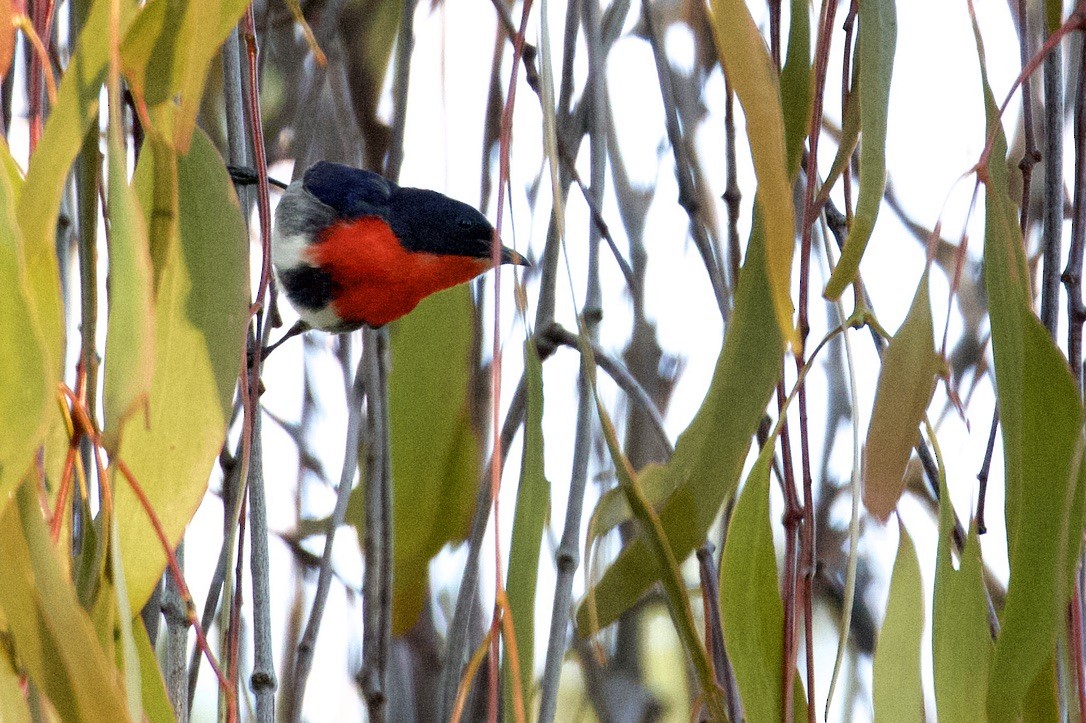 Mistletoebird - ML267993821