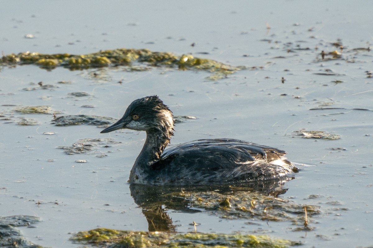 Eared Grebe - Steven Hunter