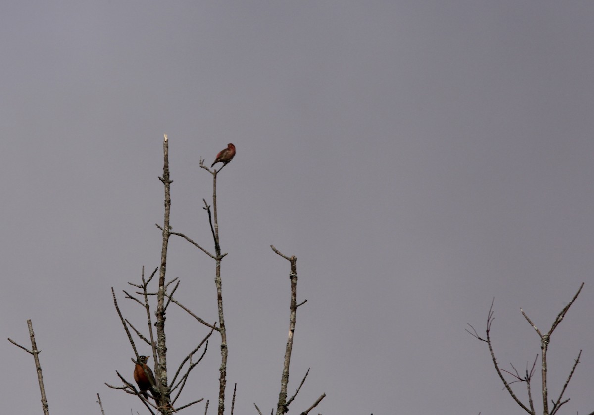 Purple Finch - ML267995991