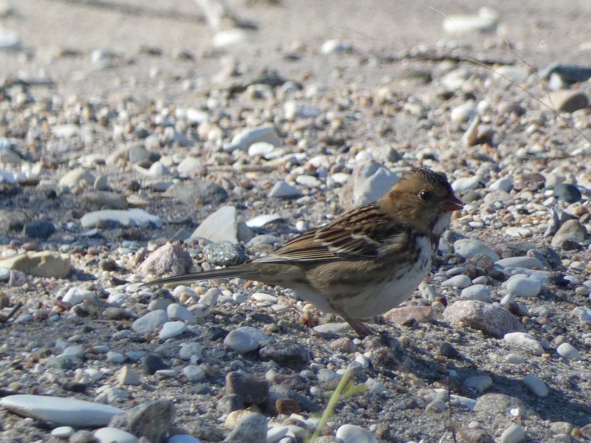 Harris's Sparrow - ML267996451