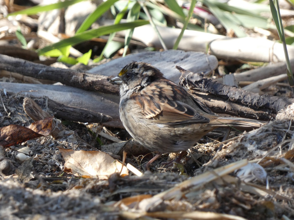 White-throated Sparrow - ML267996521