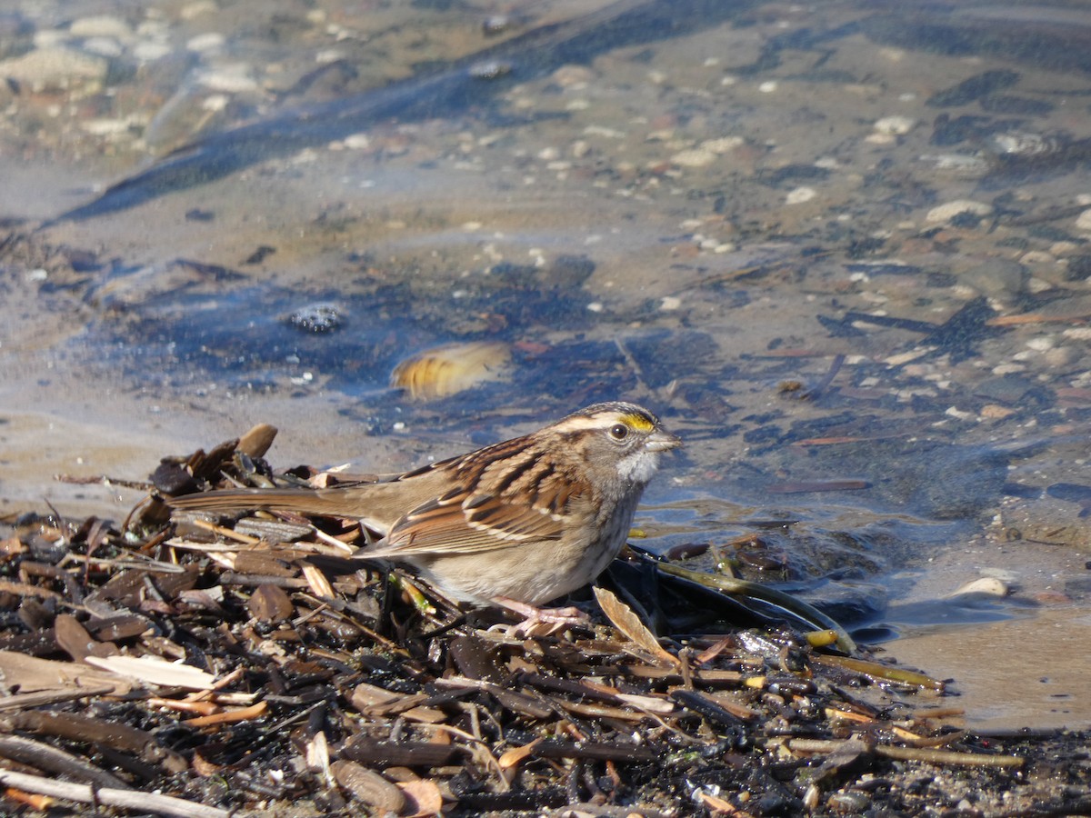 White-throated Sparrow - ML267996531