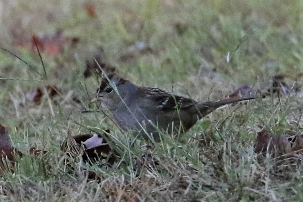 White-crowned Sparrow - ML267998321