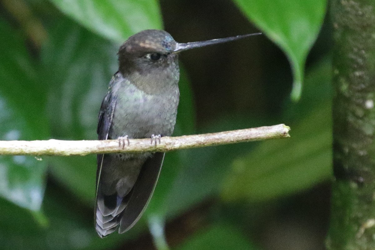 Green-fronted Lancebill - ML267998621