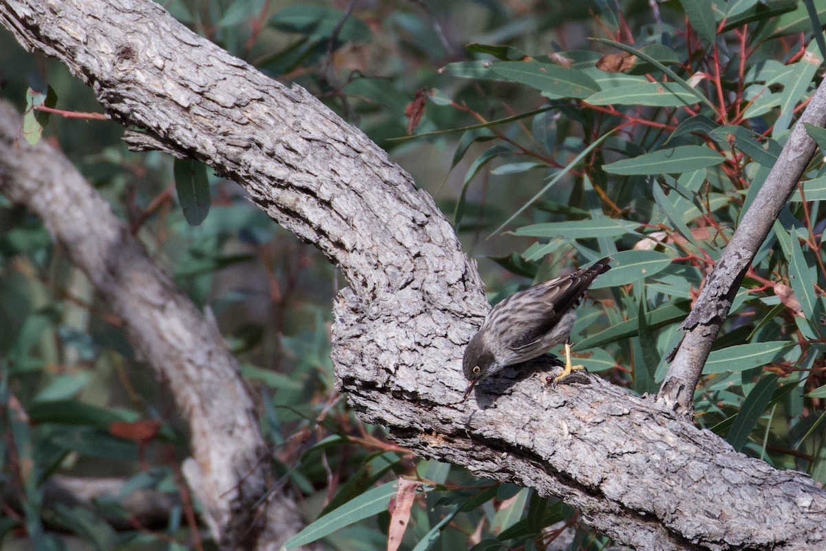 Varied Sittella (Orange-winged) - Jason Smart