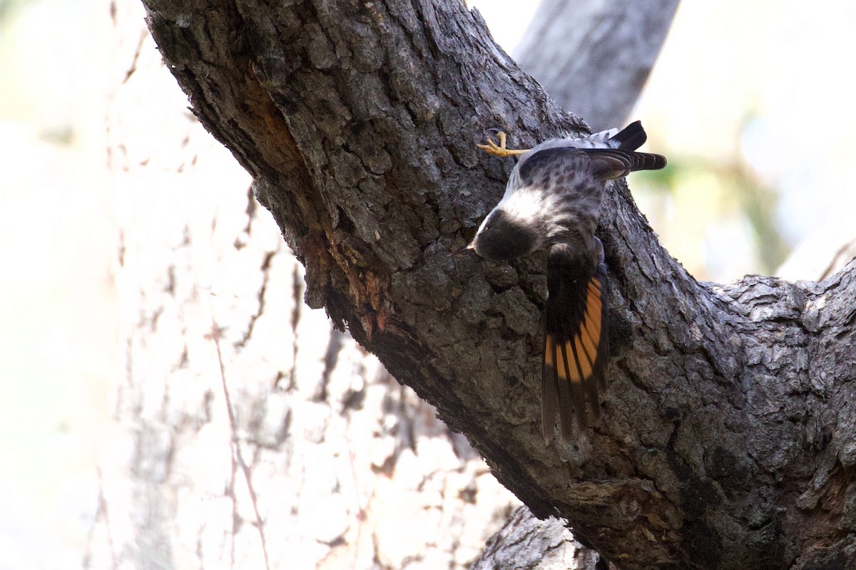 Varied Sittella (Orange-winged) - ML267999131