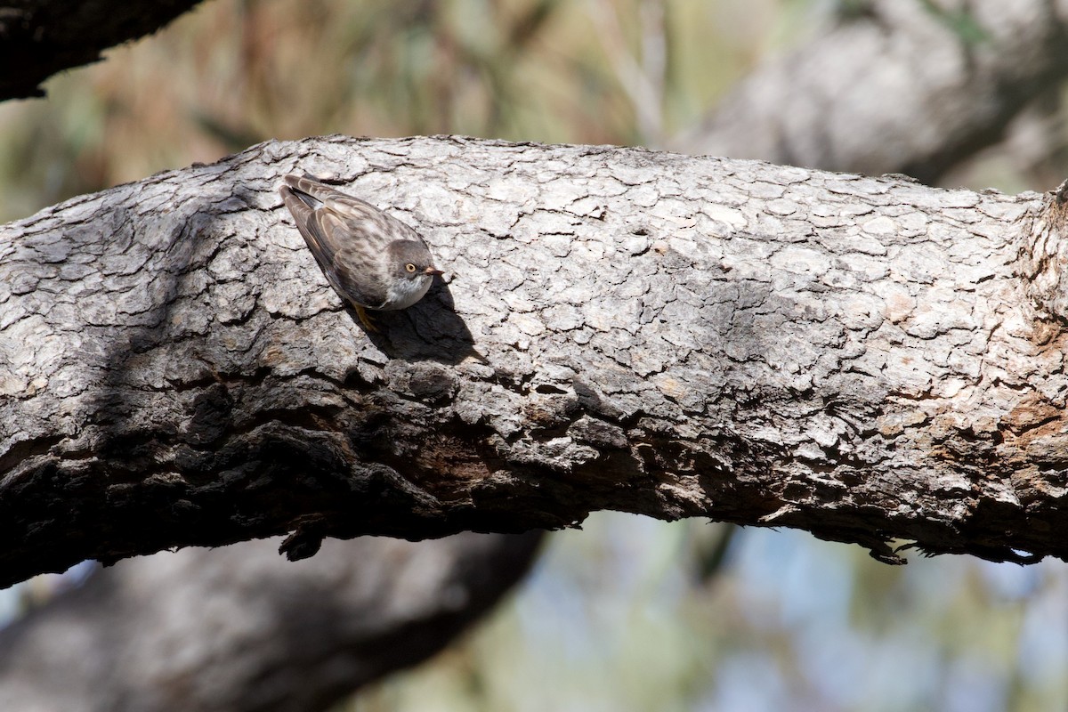 Varied Sittella (Orange-winged) - Jason Smart