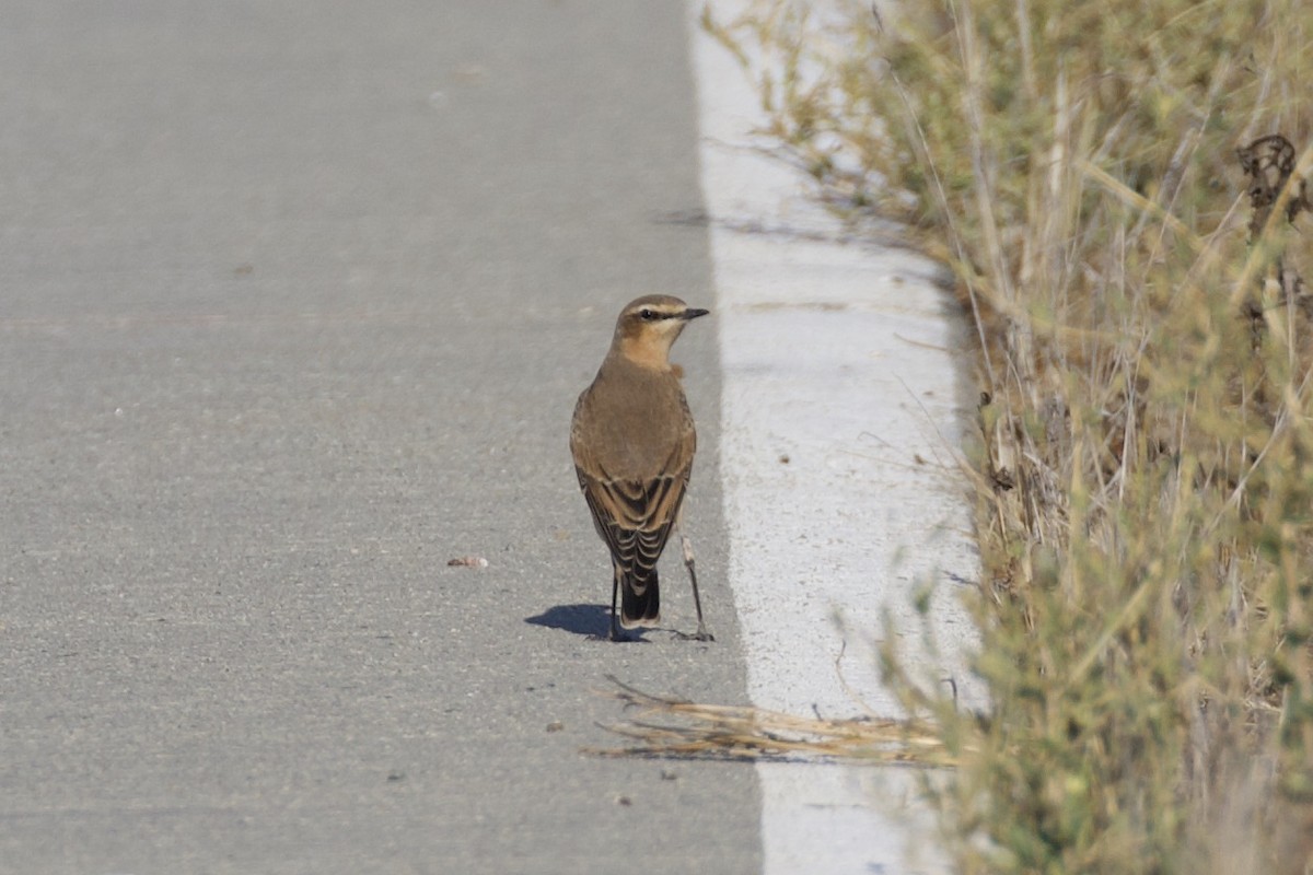 Northern Wheatear - ML267999911