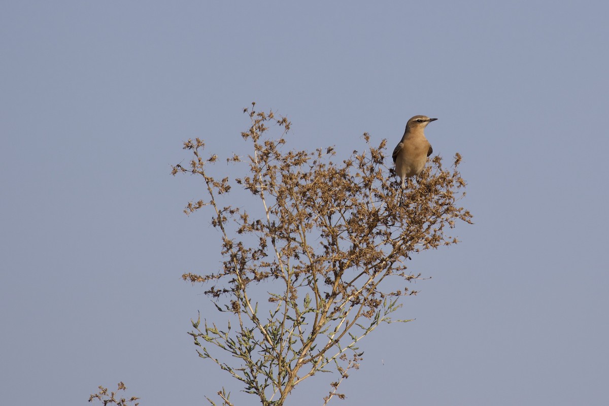 Northern Wheatear - Nicole Desnoyers