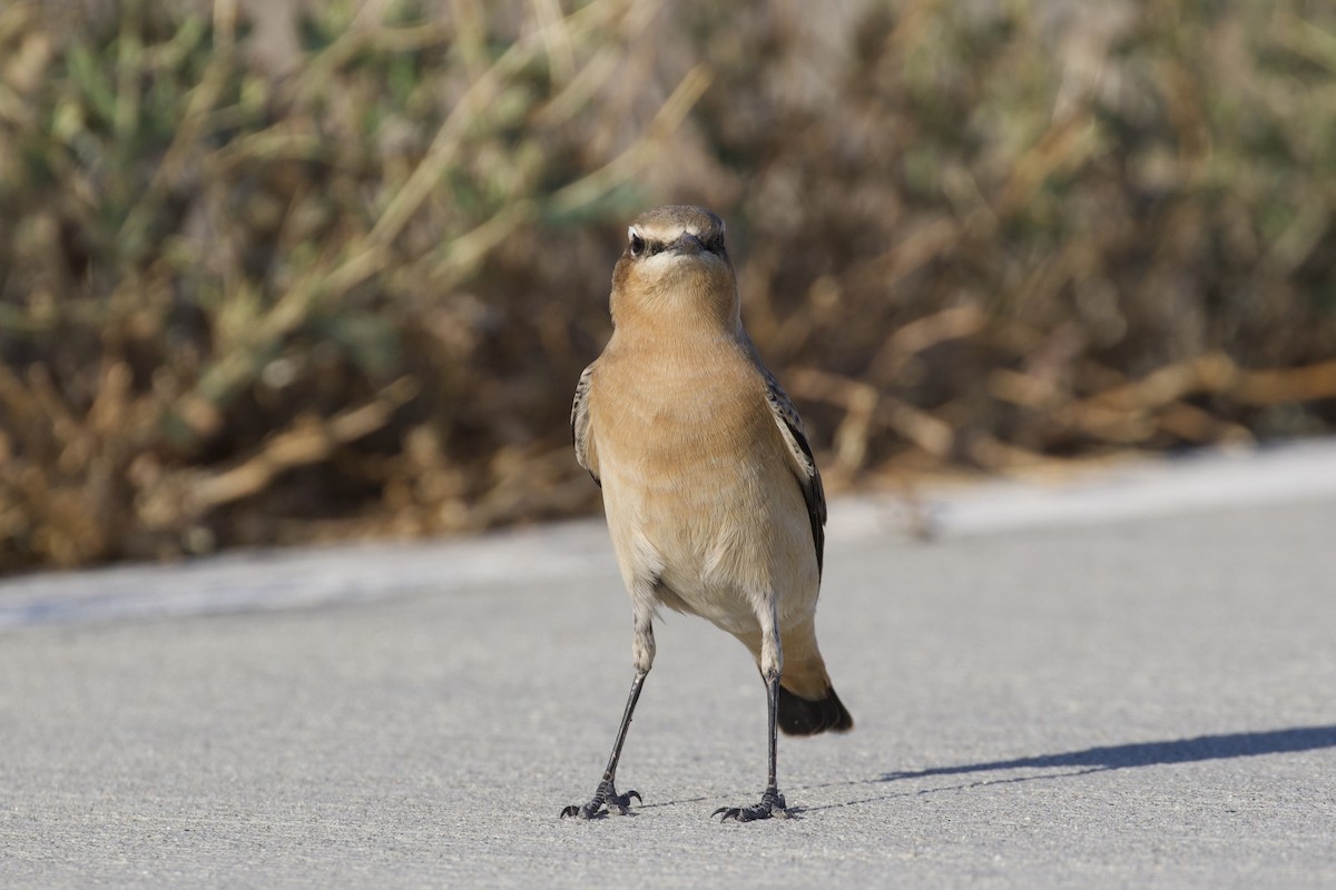 Northern Wheatear - Nicole Desnoyers