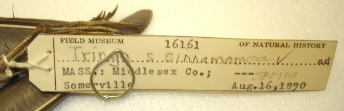 コシグロクサシギ（cinnamomea） - ML26800071