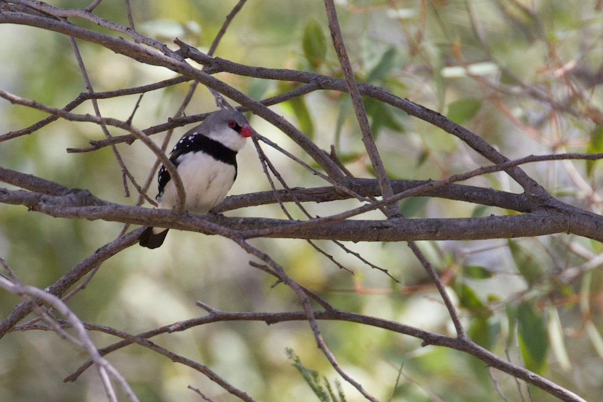 Diamond Firetail - ML268000771