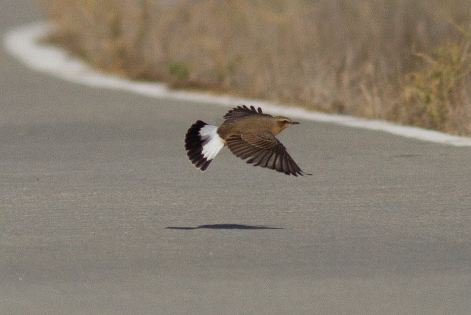 Northern Wheatear - Justyn Stahl