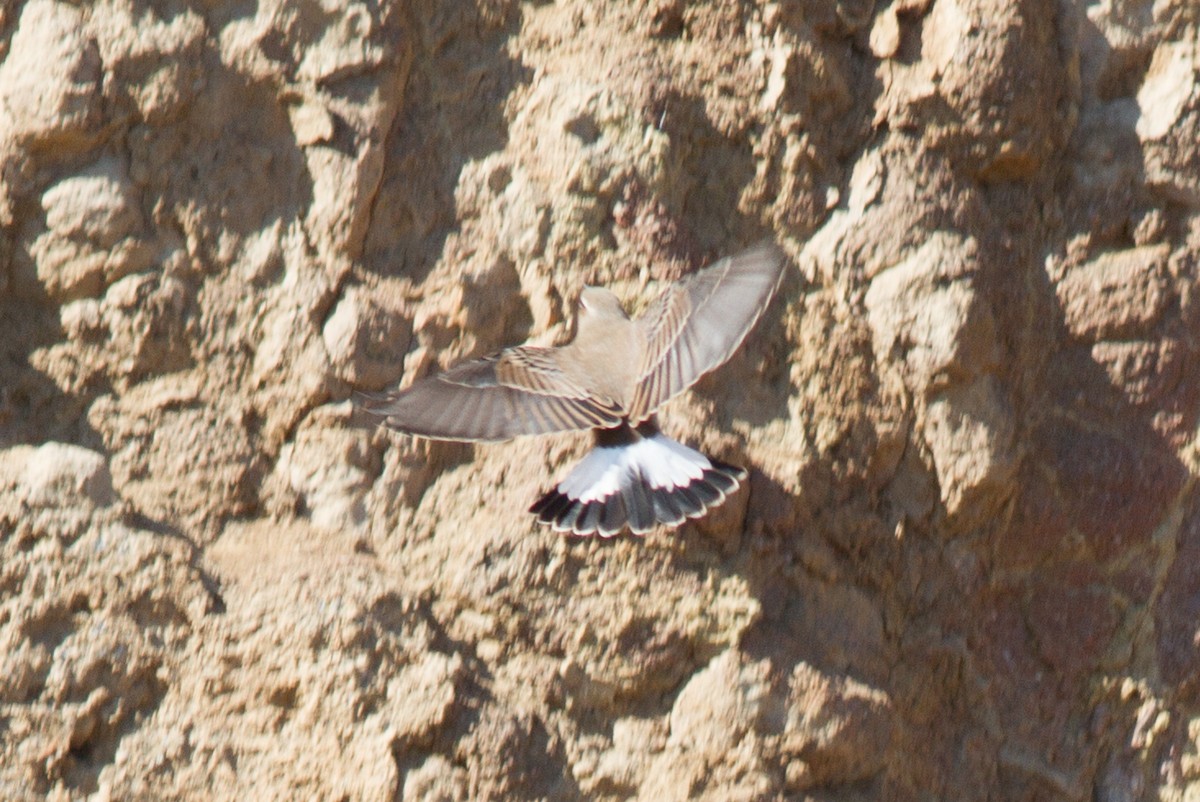 Northern Wheatear - Justyn Stahl