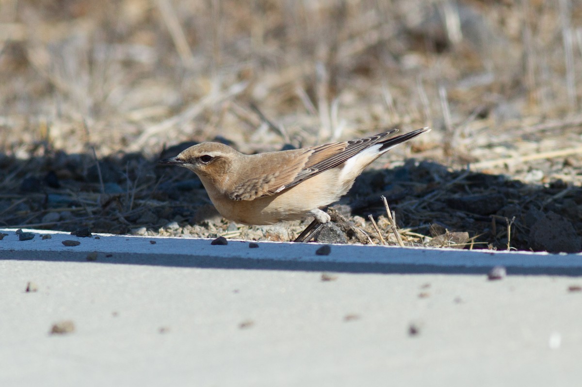 Northern Wheatear - Justyn Stahl