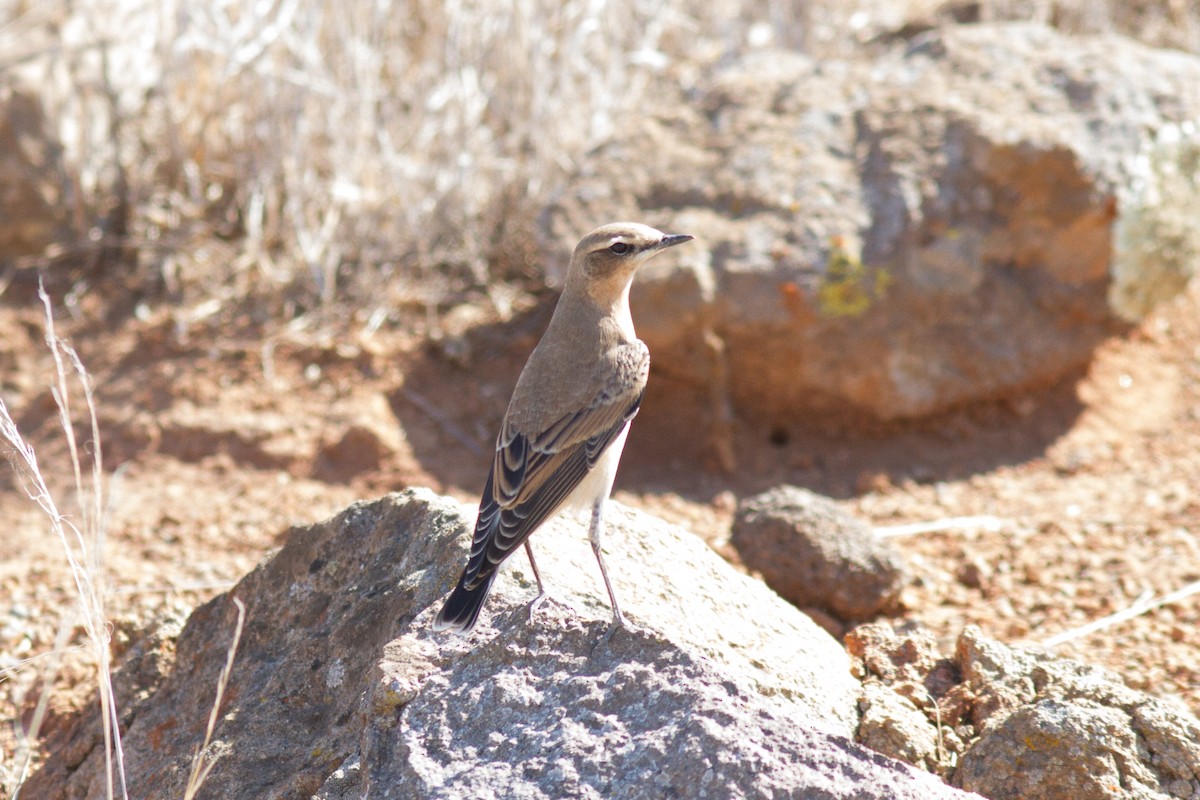 Northern Wheatear - ML268000981