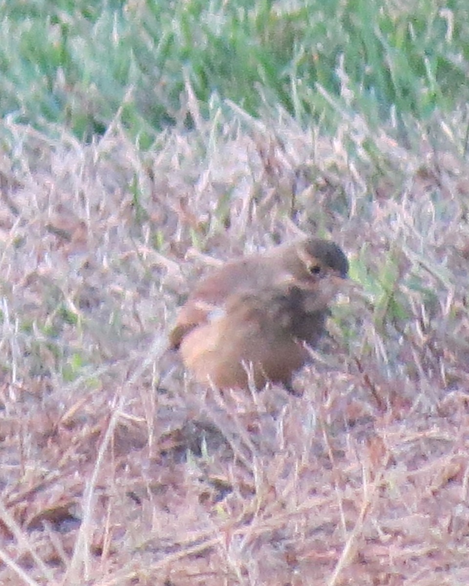 American Pipit - Dan Mullarkey