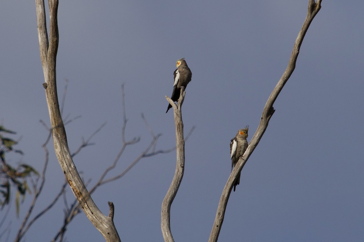 Cockatiel - ML268002361