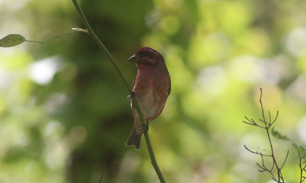 Purple Finch - ML268004061