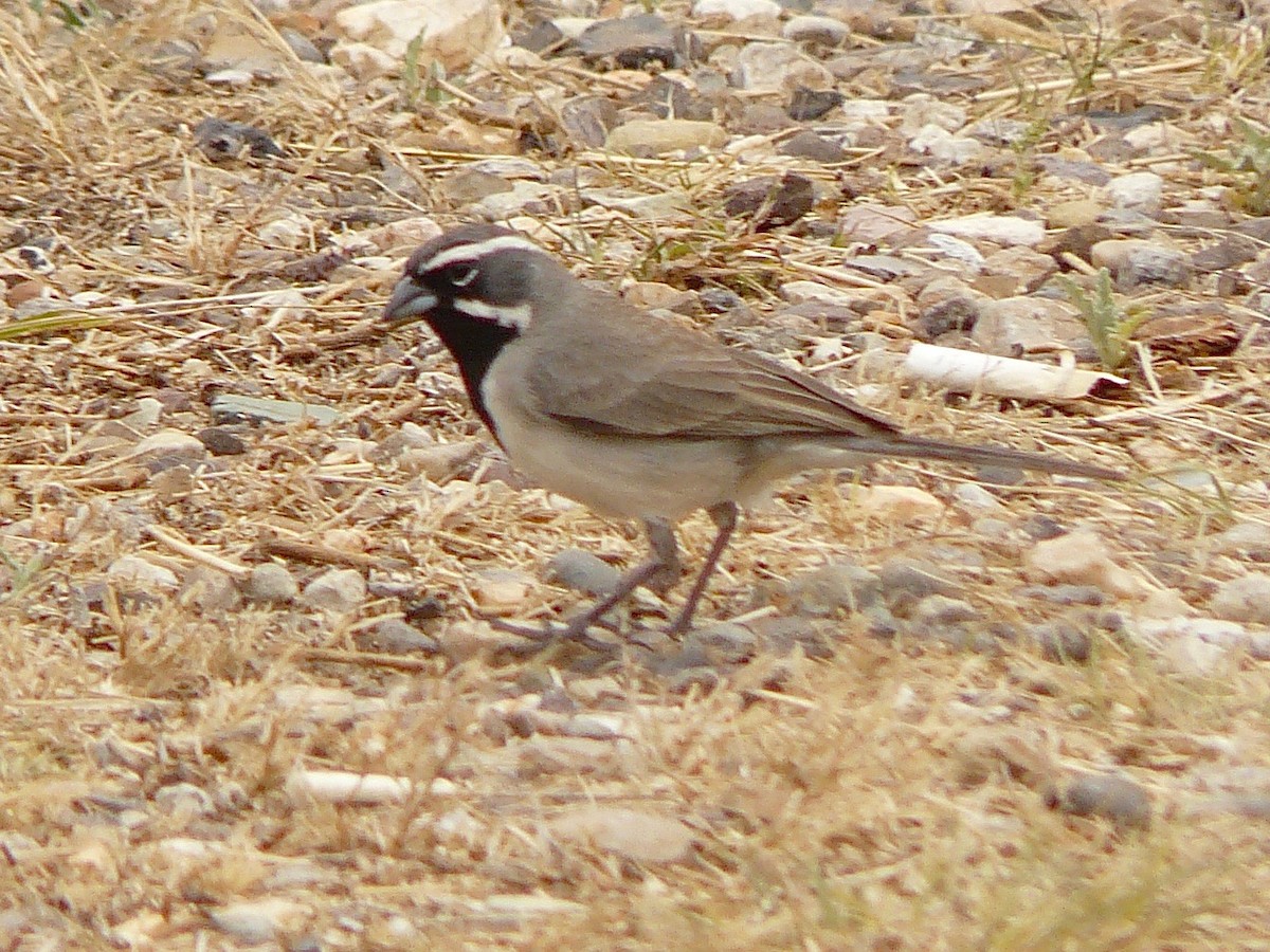 Bruant à gorge noire - ML268004791