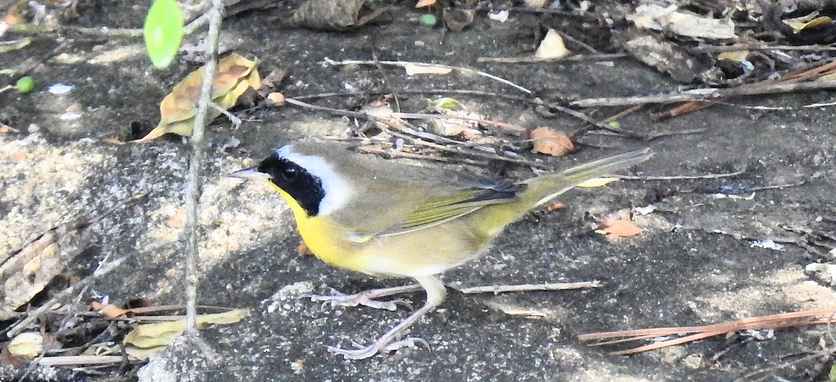 Common Yellowthroat - ML268006011