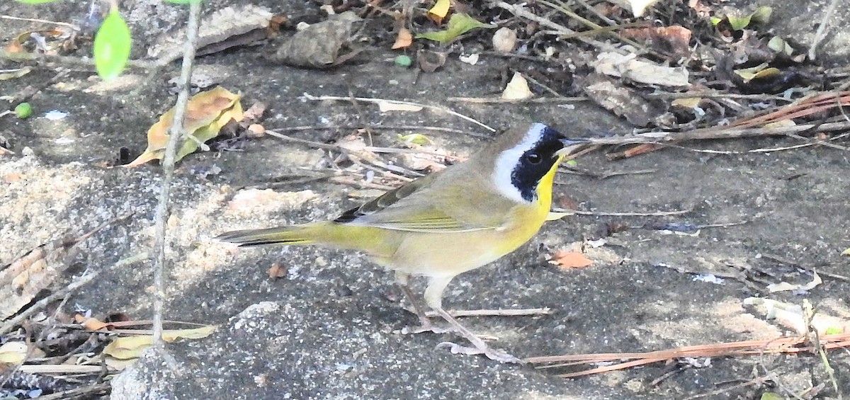 Common Yellowthroat - Gary Hunter