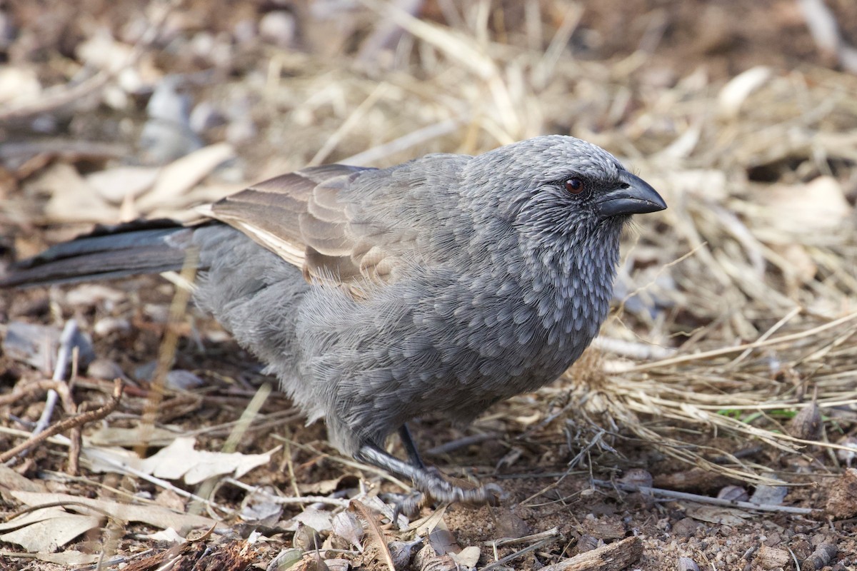 Apostlebird - ML268006471