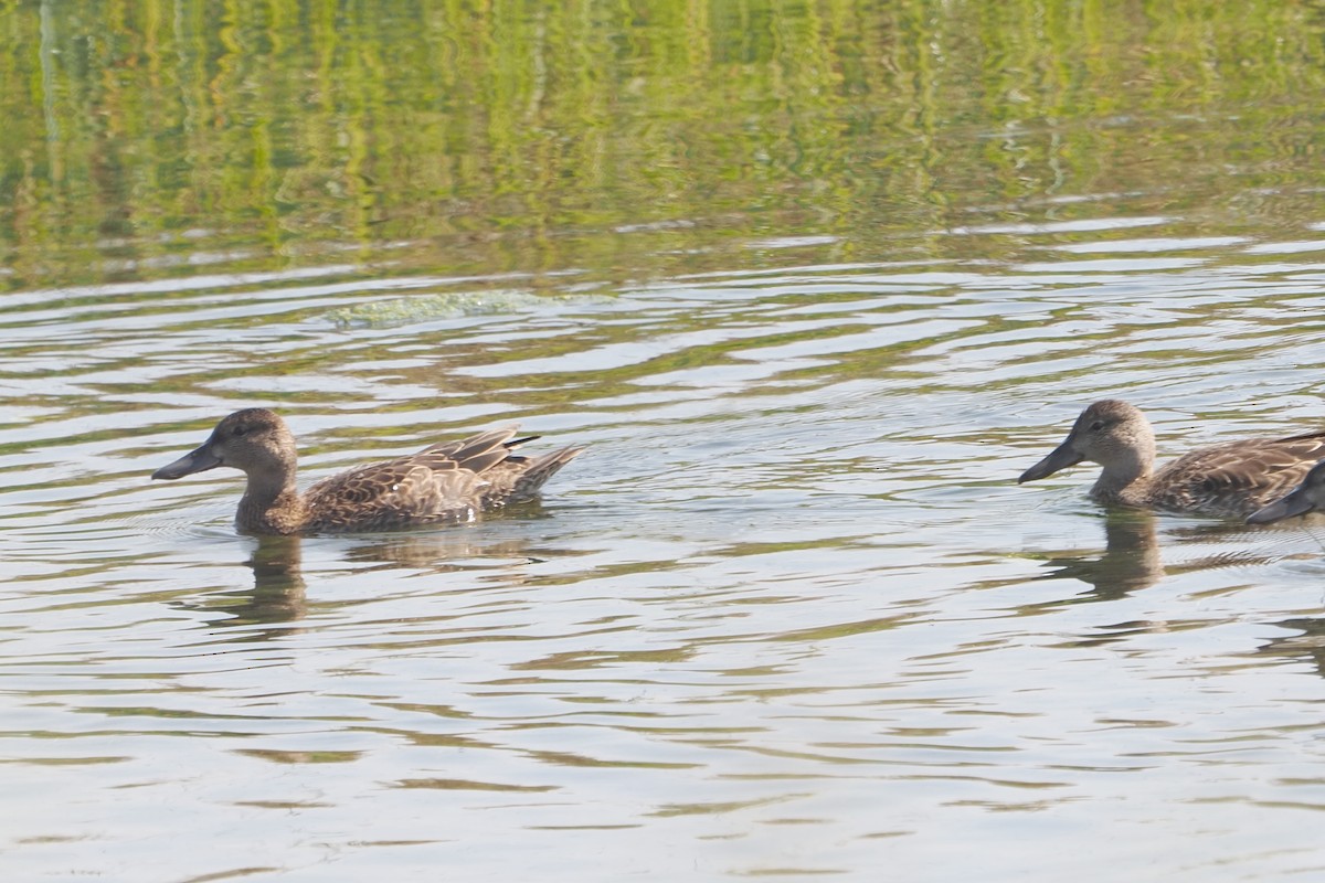 Cinnamon Teal - ML268008421