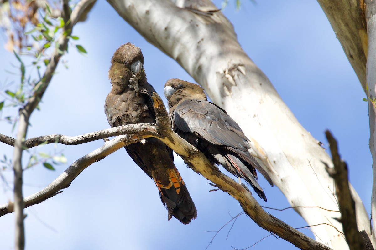 Cacatúa Lustrosa - ML268008721