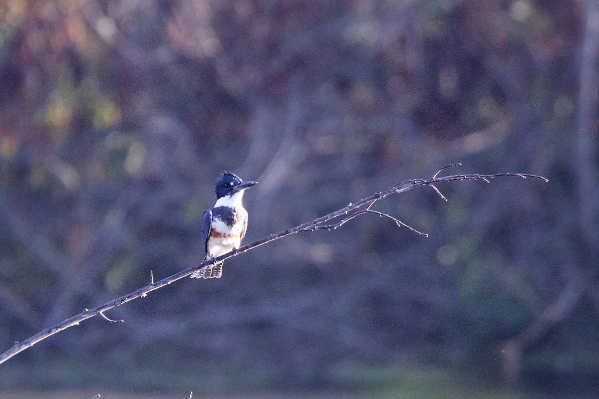 Belted Kingfisher - ML268008901