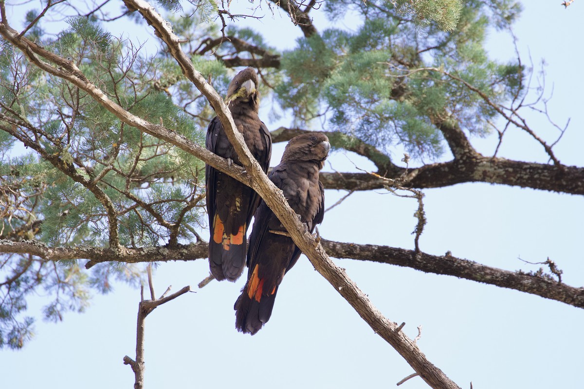 Glossy Black-Cockatoo - ML268009151