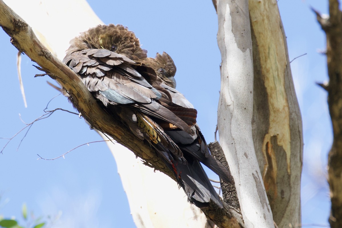 Glossy Black-Cockatoo - ML268009351