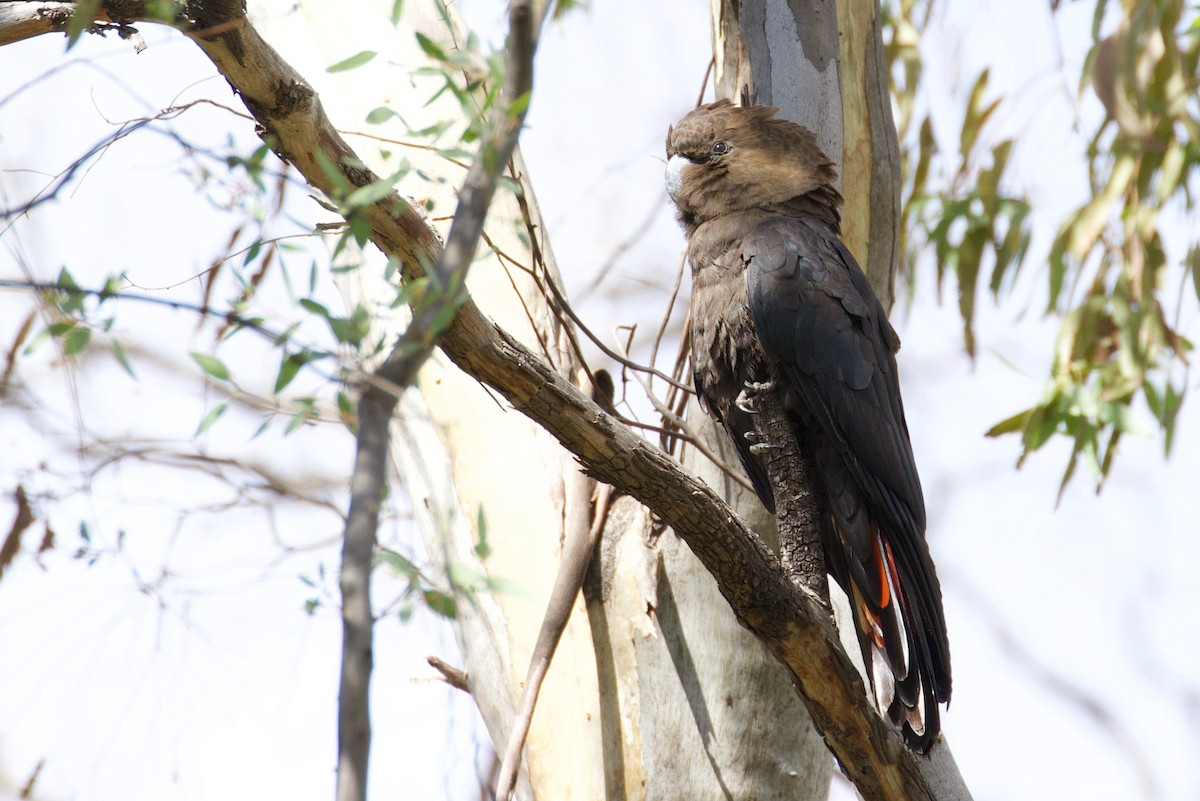 Glossy Black-Cockatoo - ML268009701