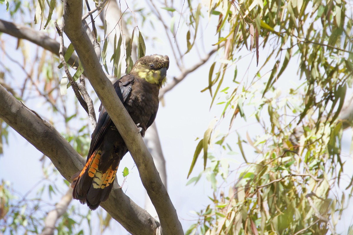 Glossy Black-Cockatoo - ML268009711